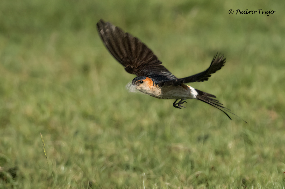 Golondrina daurica (Cecropis daurica)